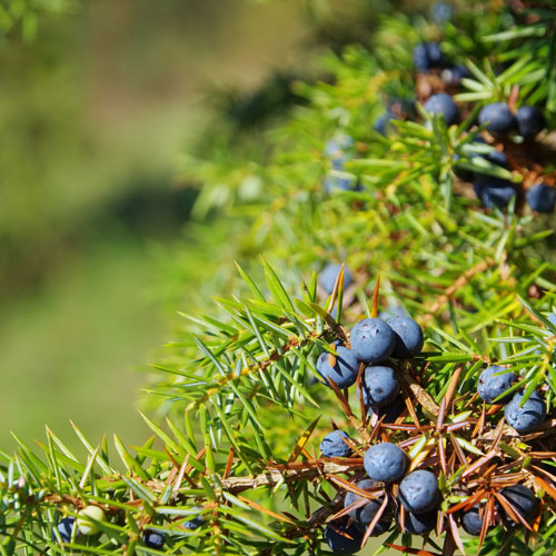 Juniperus-communis.jpg