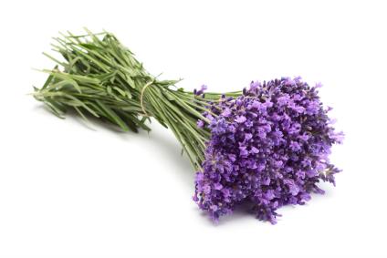 118380-424x283-Lavender - Flowers.jpg