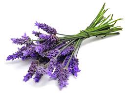Tiedosto:Lavender.jpg