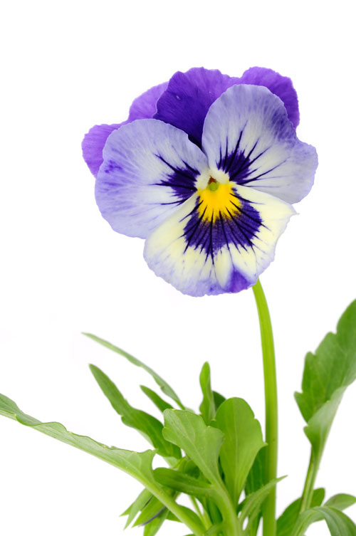Viola-tricolor-keto-orvokki.jpg