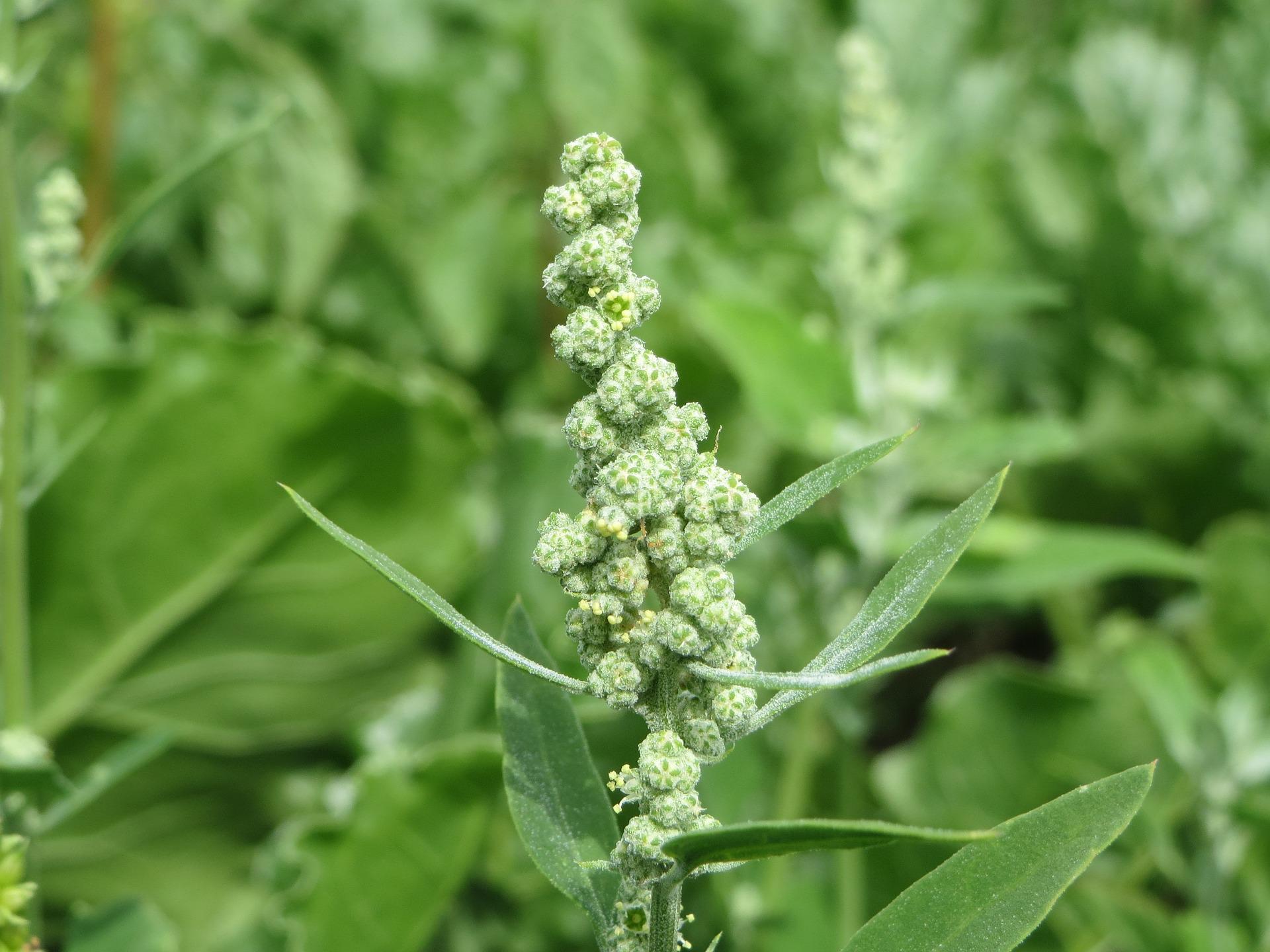 Chenopodium-album-g0607c4563 1920.jpg