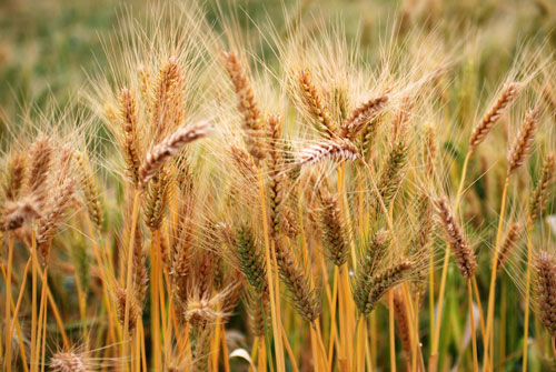 Vehnänalkioöljy sisältää runsaasti E-vitamiinia.