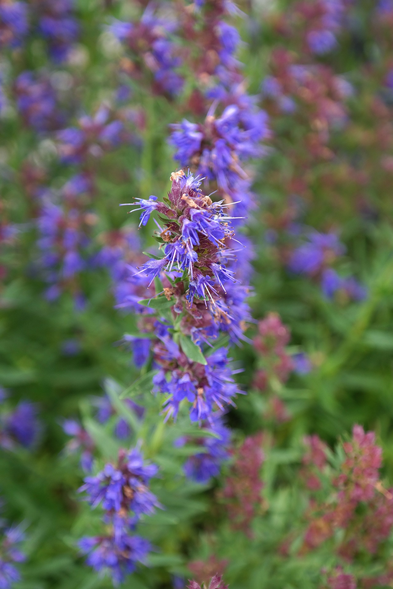 Hyssop-ge4c6d1f40 1920.jpg